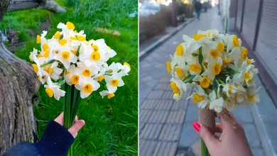 دسته گل نرگس زیبا